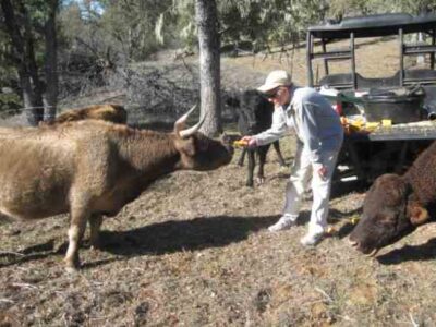 Reader Delights in Miniature Cows Image